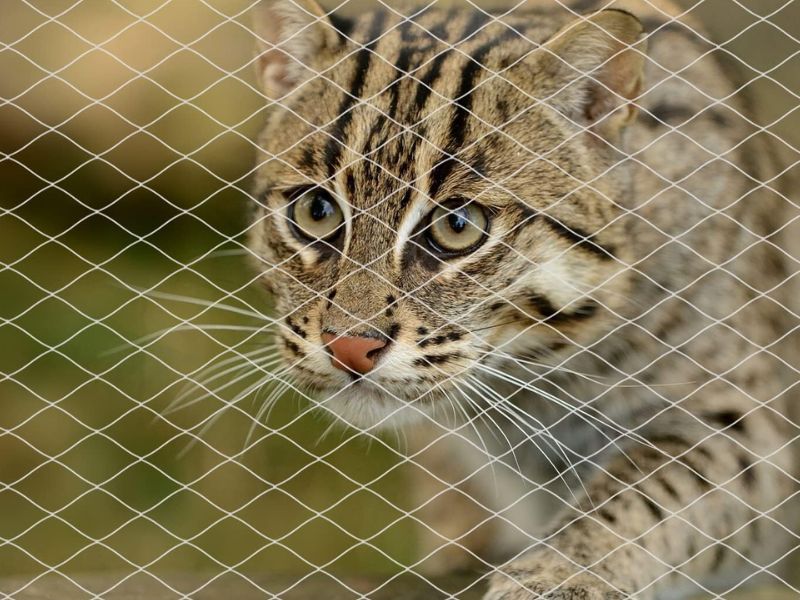 Pets Safety Nets in Hyderabad